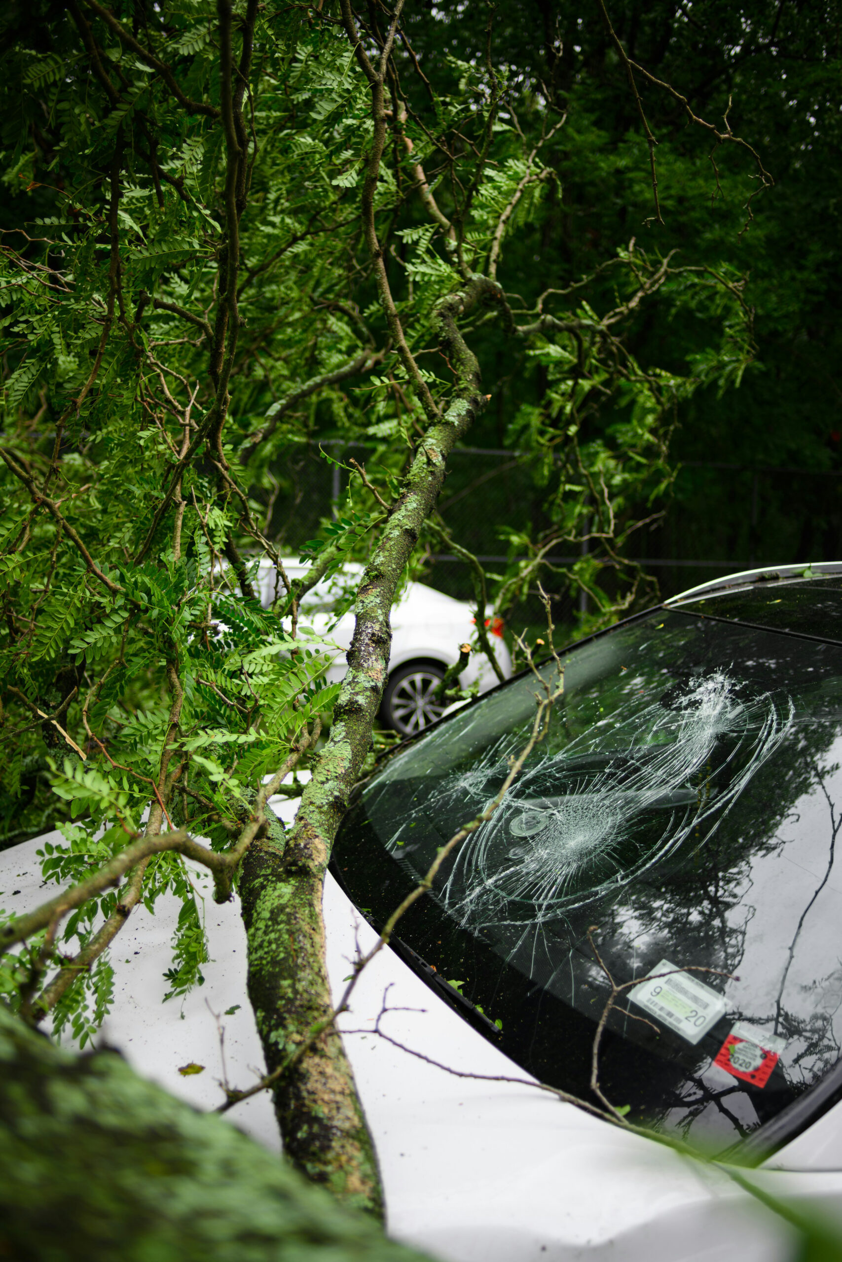 tree on car hood with broken windshield